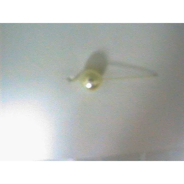 Strand of Pearls Bell Jewelers Murfreesboro, TN