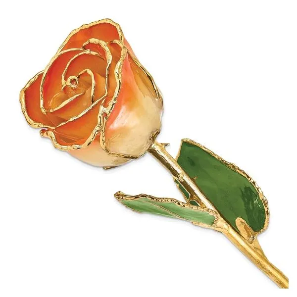 Lacquer Dipped Gold Trimmed White and Orange Real Rose Blocher Jewelers Ellwood City, PA