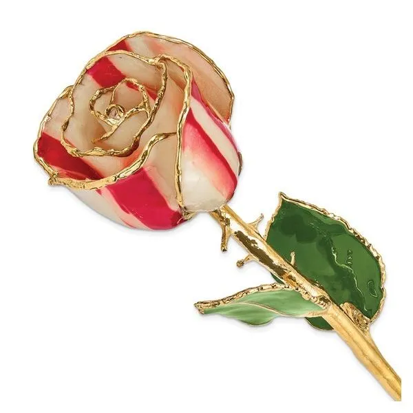 Lacquer Dipped Gold Trimmed Peppermint Real Rose Blocher Jewelers Ellwood City, PA
