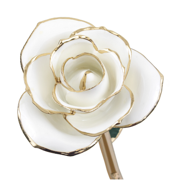 Blissful White 24K Gold Dipped Genuine Rose Lacquer Preserved 12' Blocher Jewelers Ellwood City, PA