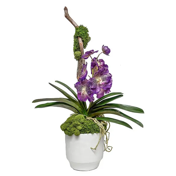 THE IVY GUILD  GLENDALE POT WITH VANDA Carats Mcallen, TX