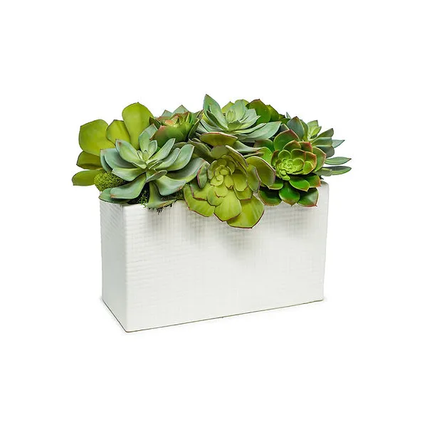 THE IVY GUILD SUCCULENTS IN MODERN CERAMIC RECTANGLE Carats Mcallen, TX