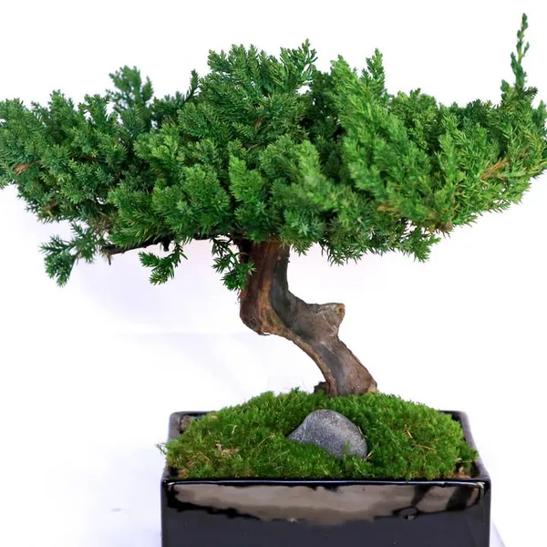 Monterey Bonsai - Single Image 2 Carats Mcallen, TX