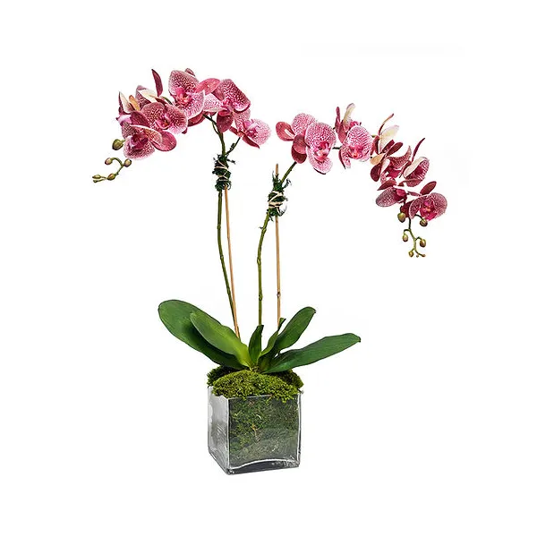 THE IVY GUILD DOUBLE SPOTTED ORCHIDS IN 6