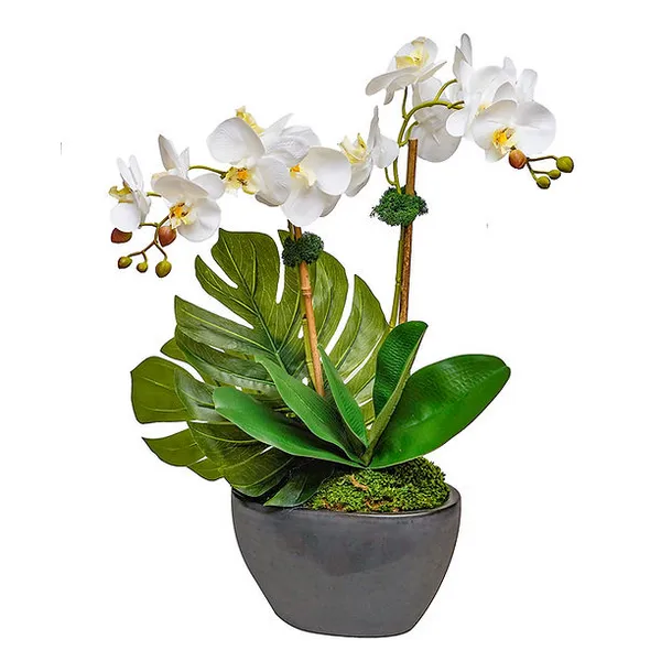 THE IVY GUILD ORCHIDS X2 IN BLACK OVAL POT Carats Mcallen, TX