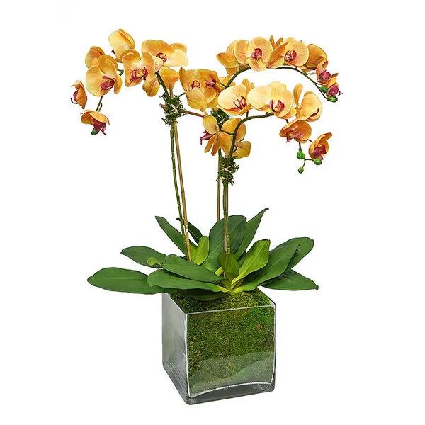 THE IVY GUILD  TRIPLE SUNSET ORCHID IN 8