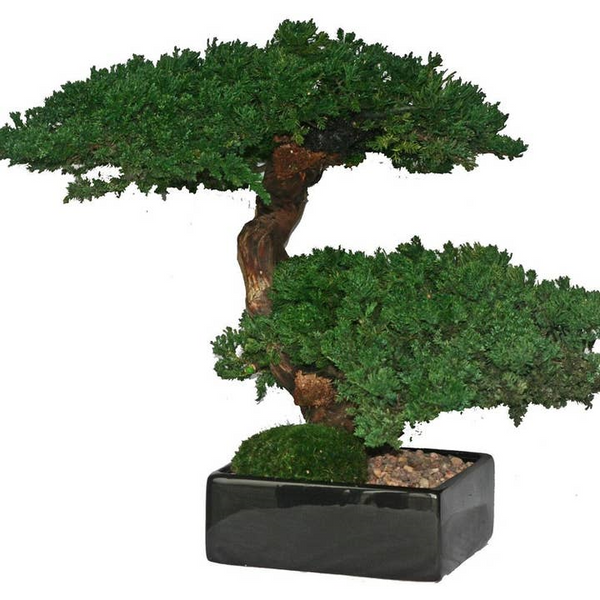 Monterey Double Bonsai Carats Mcallen, TX