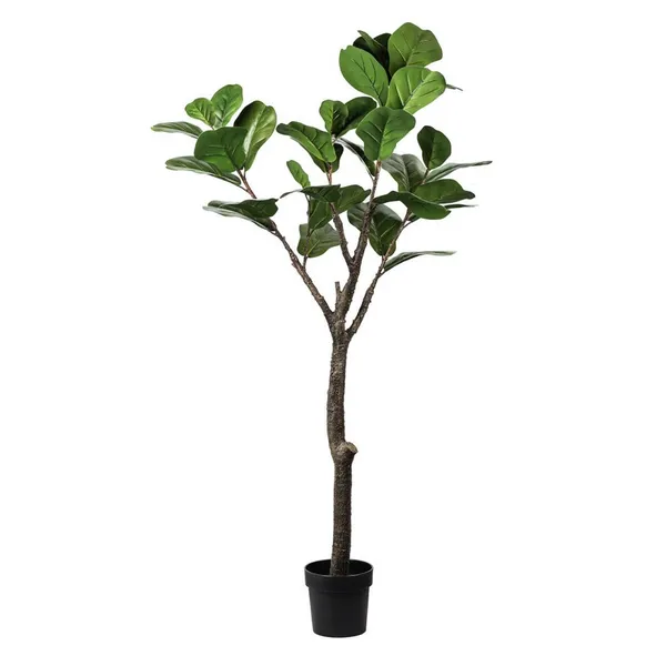 Fiddle Leaf Potted Plant Carats Mcallen, TX