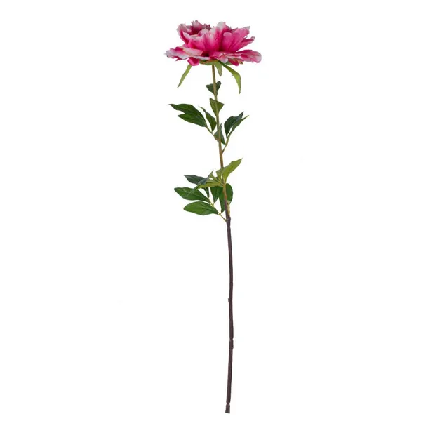 Peony Stem Carats Mcallen, TX
