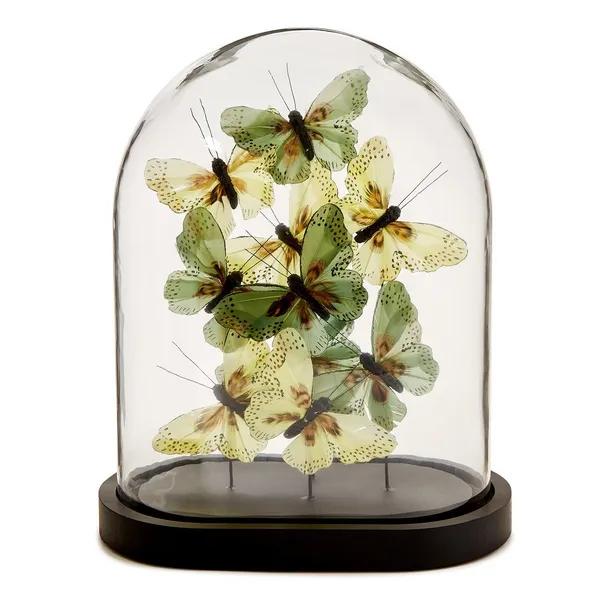 Flora and Fauna Butterflies in Oval Dome Carats Mcallen, TX