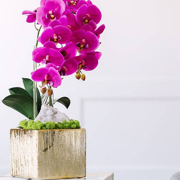 Double Orchid in Gold Square - FU Carats Mcallen, TX