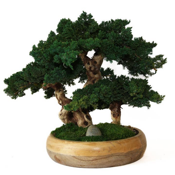 Preserved Triple Bonsai Tree in 13