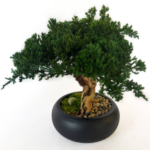 Preserved Bonsai Tree in 8