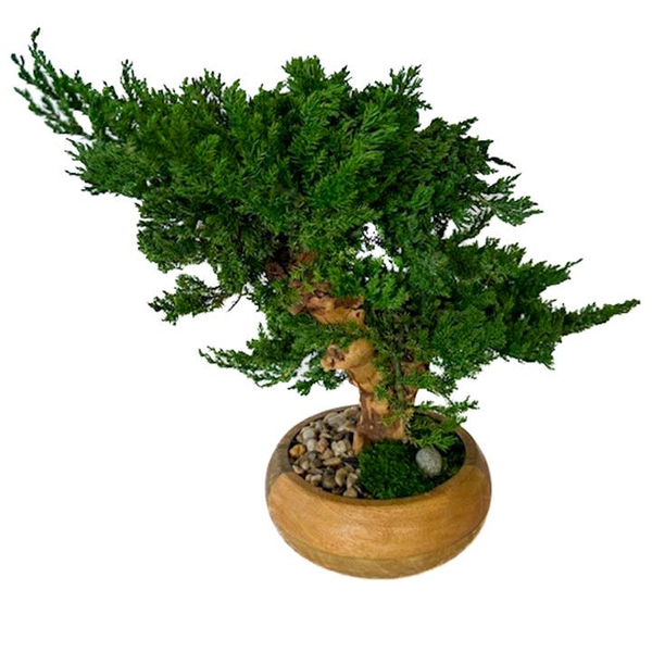 Double Monterey Preserved Bonsai Natural Carats Mcallen, TX