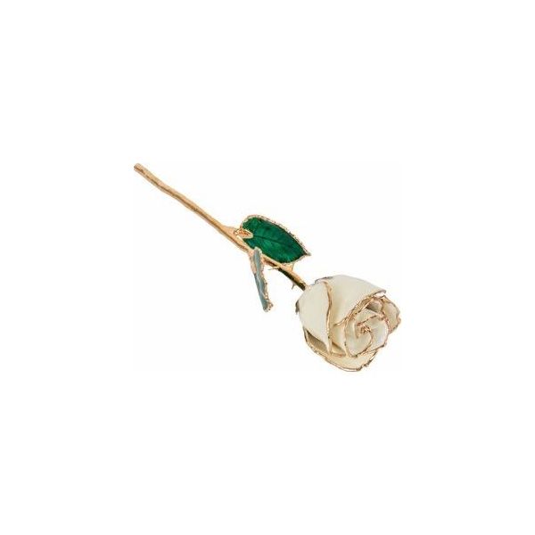 LAQUERED WHITE ROSE w/GOLD TRIM Dondero's Jewelry Vineland, NJ
