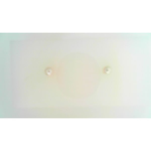 Pearl Earrings Frontenac Jewellers Kingston, ON