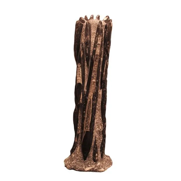 36" Orthoceras Specimen similar item image