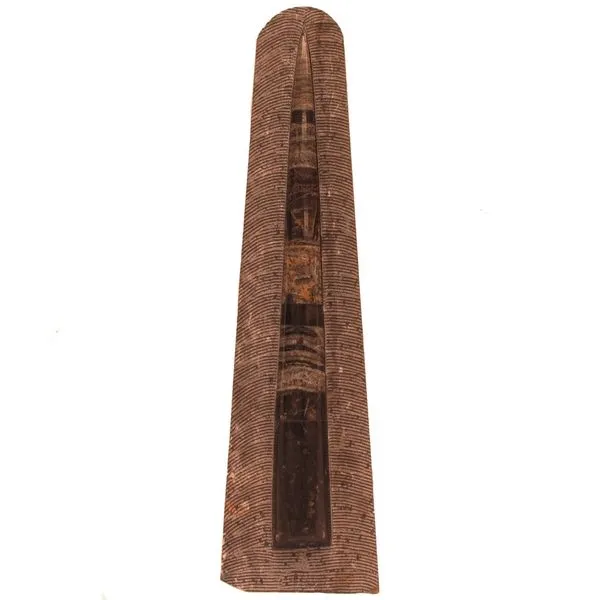 24-25" Orthoceras Specimen similar item image