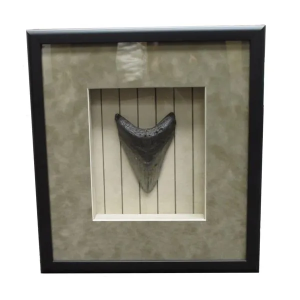 Framed Megaladon Tooth Miner's Den Jewelers Royal Oak, MI