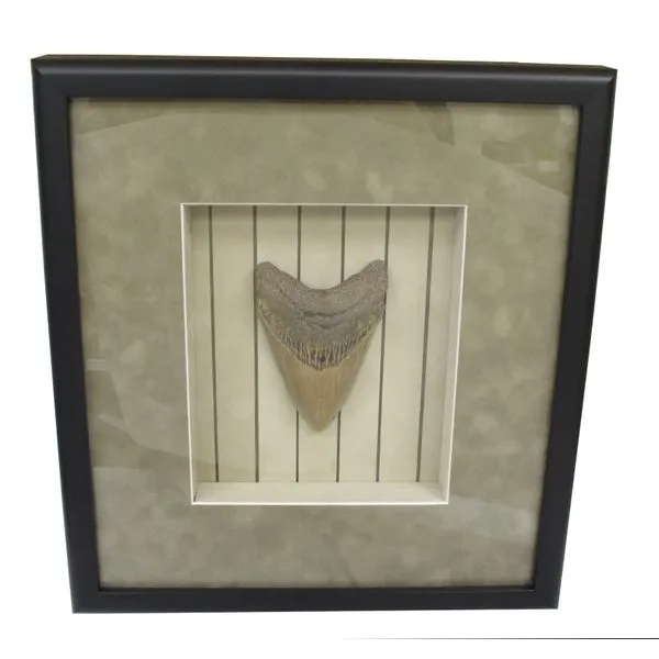 Framed Megaladon Tooth Miner's Den Jewelers Royal Oak, MI