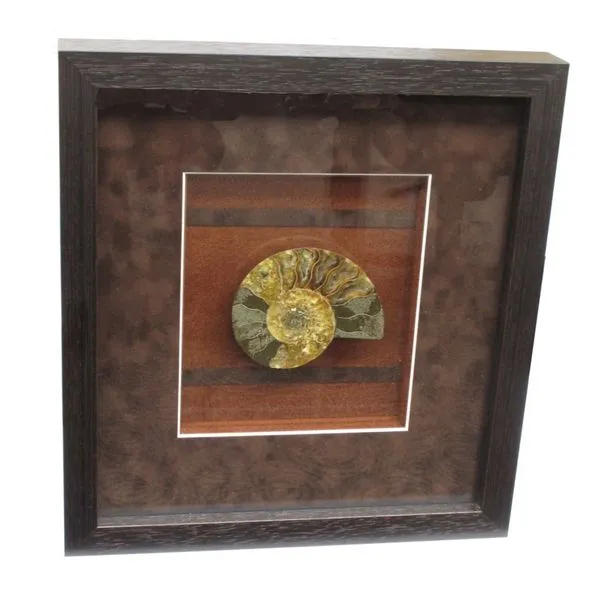 Framed Ammonite Minerals Miner's Den Jewelers Royal Oak, MI