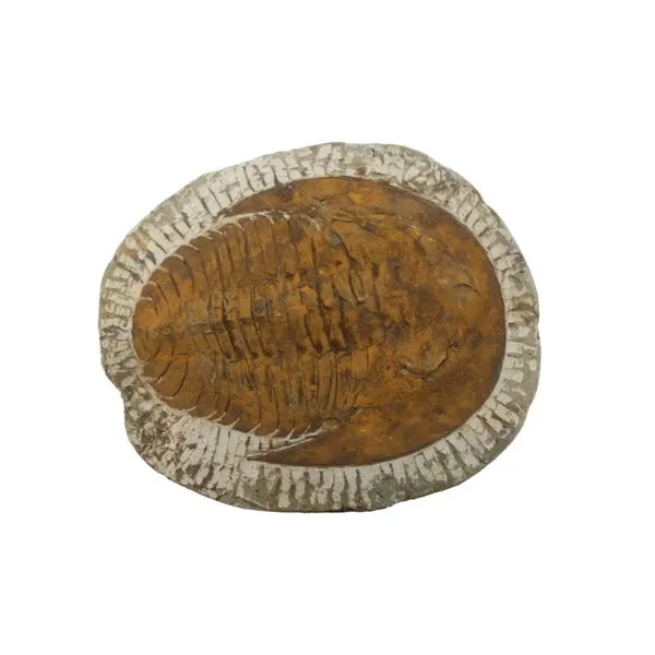 Minerals Miner's Den Jewelers Royal Oak, MI