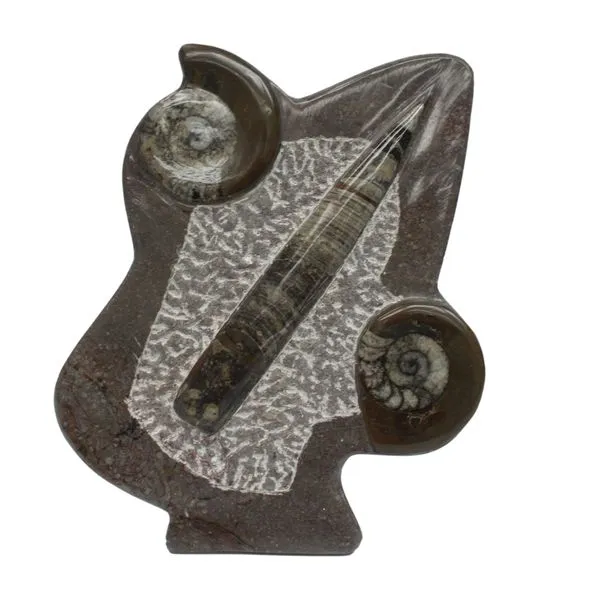 Orthoceres Goniatite Stand Up Minerals