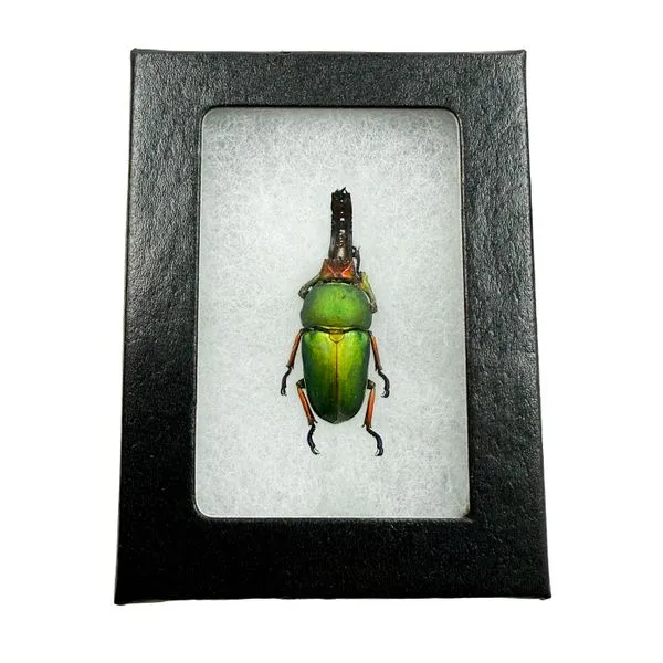 Arfak Stag Beetle Specimen Miner's Den Jewelers Royal Oak, MI