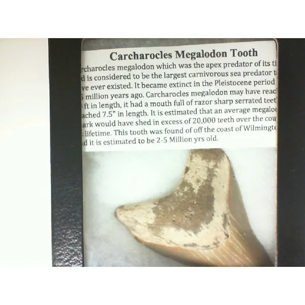 Minerals Miner's Den Jewelers Royal Oak, MI