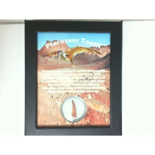 Minerals Miner's Den Jewelers Royal Oak, MI