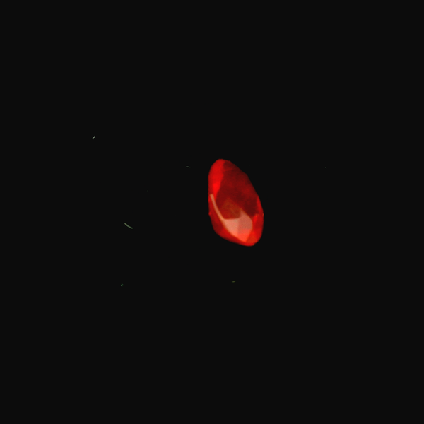 Red Fire Opal Oval Loose Gemstones Image 3 Monarch Jewelry Winter Park, FL