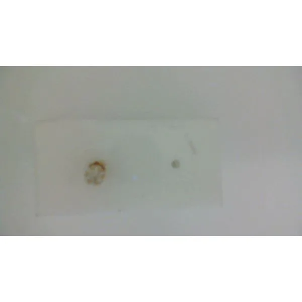 Diamond Earrings Shelle Jewelers, Inc Northbrook, IL