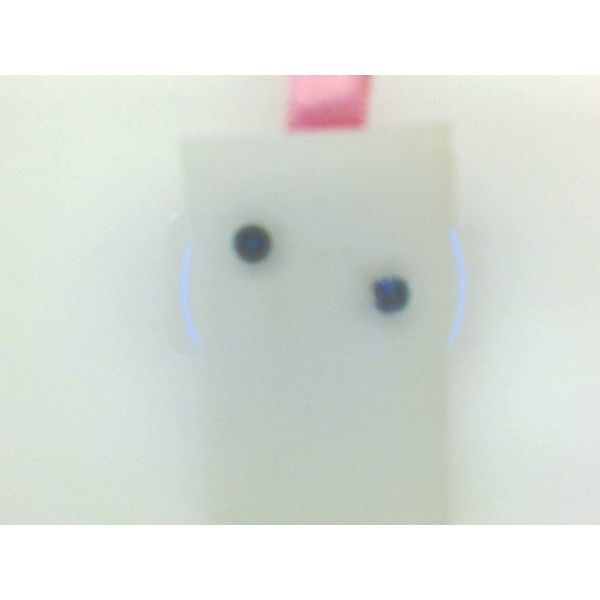 Earrings Snyder Jewelers Longmont, CO