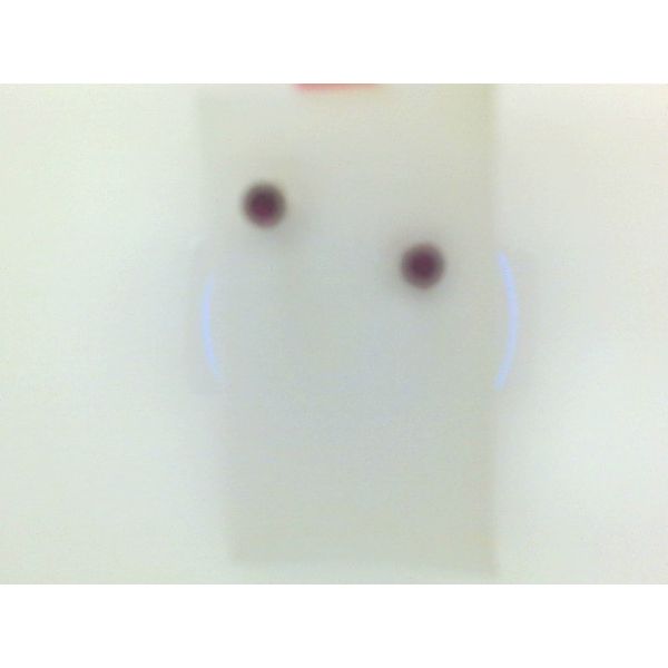 Earrings Snyder Jewelers Longmont, CO