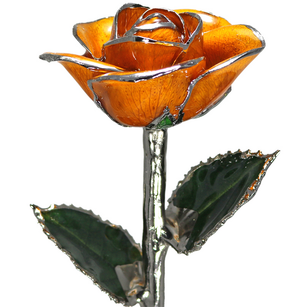 Orange Rose in Platinum The Blue Diamond Jefferson City, MO