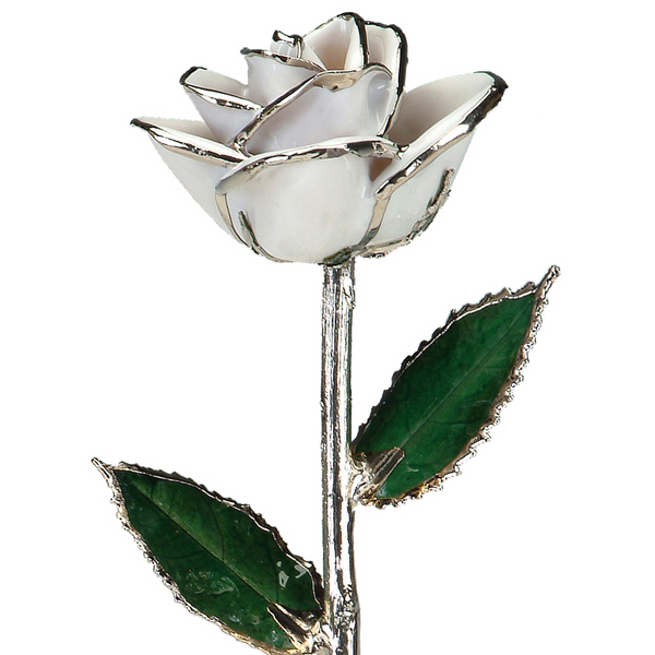 Snow White Rose in Platinum The Blue Diamond Jefferson City, MO