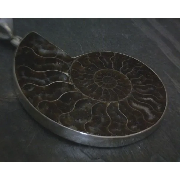Ss Bz Ammonite Pendant Vulcan's Forge LLC KANSAS CITY, MO