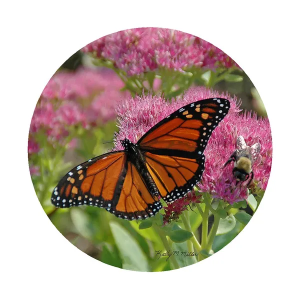 Kathy Miller Butterfly Jar Opener Woelk's House of Diamonds Russell, KS