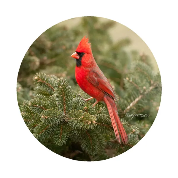 Kathy Miller Cardinal Evergreen Jar Opener Woelk's House of Diamonds Russell, KS