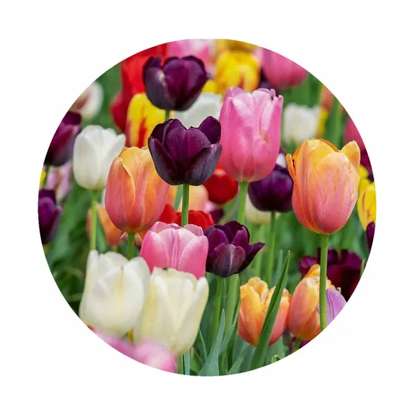 Multi-Colored Tulips Jar Opener Woelk's House of Diamonds Russell, KS