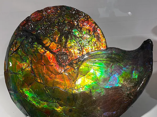 Read article: Keio University Scientists Decode the Secret Behind Ammolite's Dazzling Colors