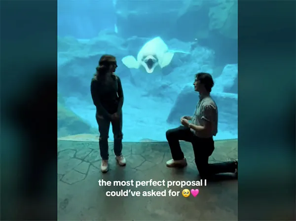 Beluga Whale's Human-Like Reaction to Marriage Proposal Has Internet Buzzing