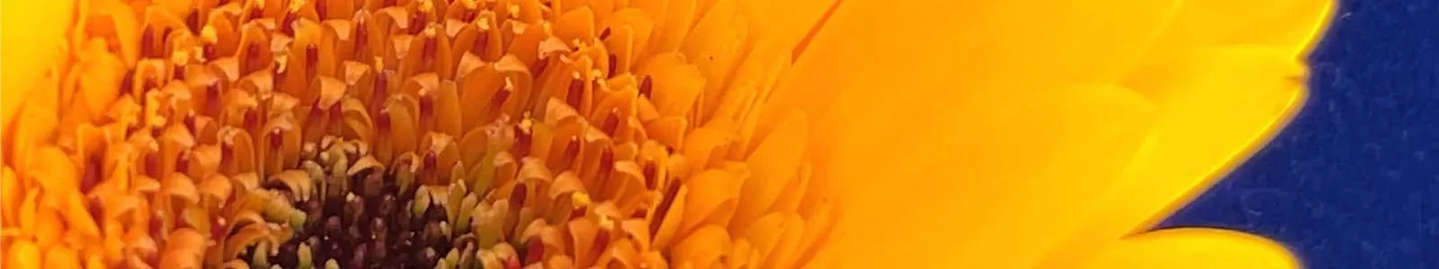 Donate to Win! Donate to Skaneateles Sunrise Rotary's ShelterBox project to provide emergency shelter to Ukrainians and be entered to win one of 10 Silver Mother's Day pendants! Skaneateles Jewelry Skaneateles, NY