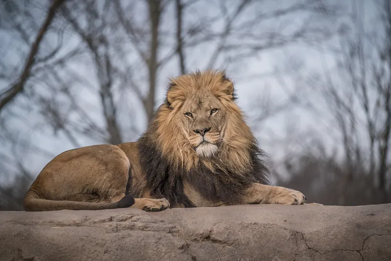 Read Article: January Time To Give Recipient: Seneca Park Zoo Society