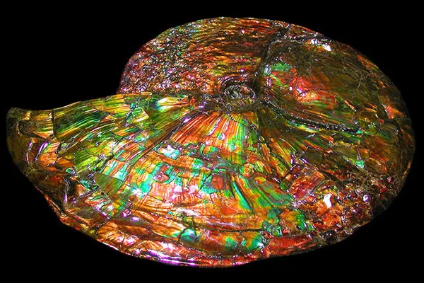 Ammolite Is About to Become the Official Gemstone of Alberta, Canada