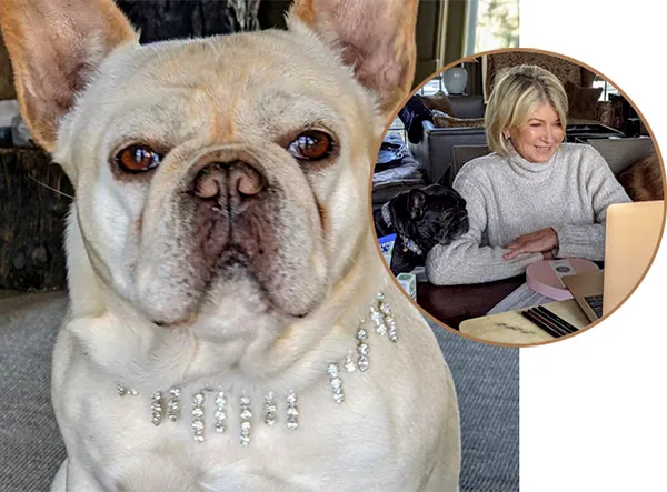 Martha stewart french hot sale bulldog