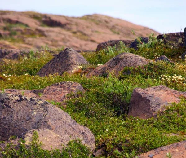 Diamond-and-Gold Flecked Rocks in Canada's Far North May Signal Huge Riches