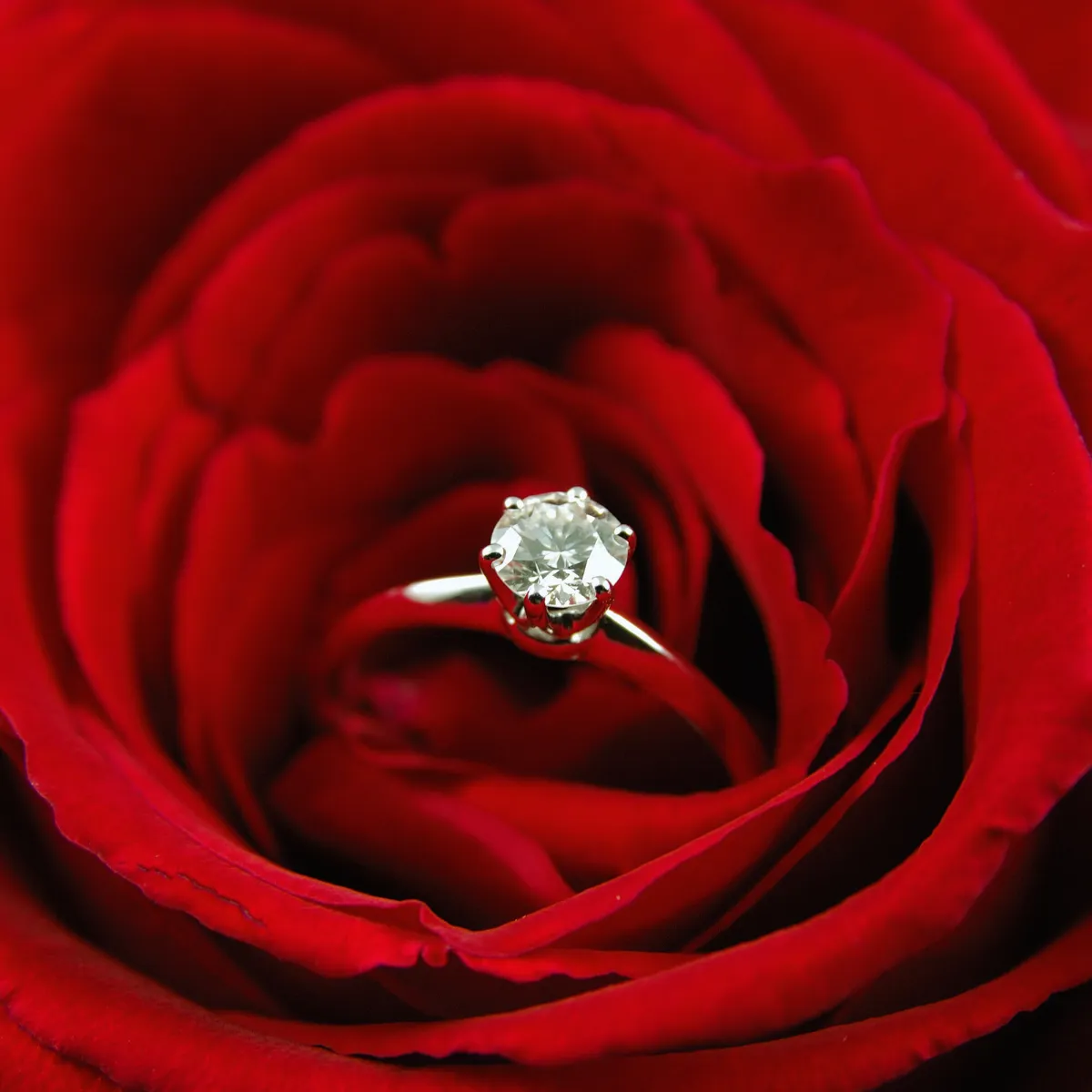 Engagement ring on a red rose, inviting you to shop engagement rings at Dickinson Jewelers. Click to explore!