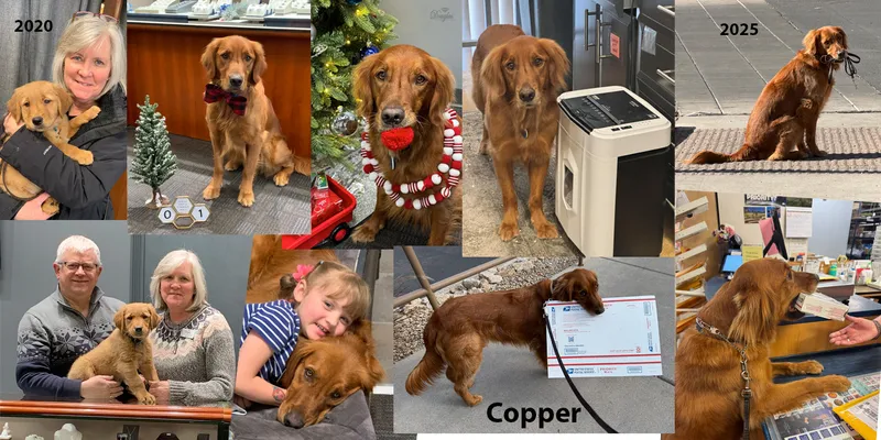 Read article: Copper's Story