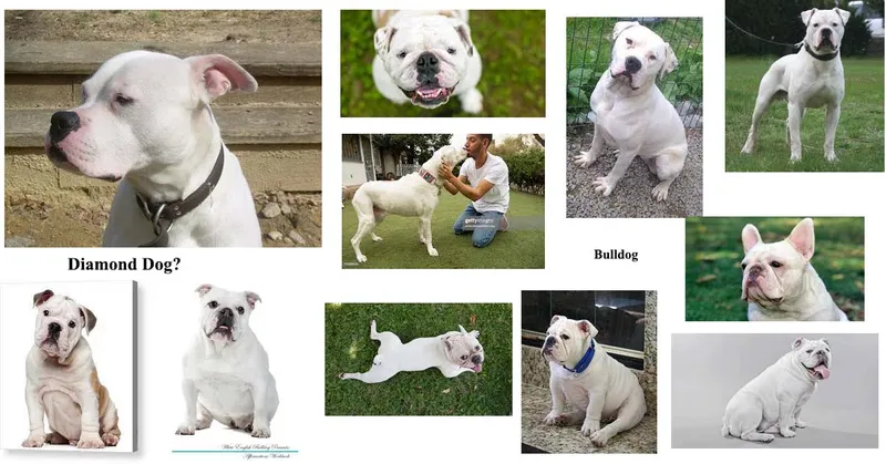 Read article: Diamond finding Dog!